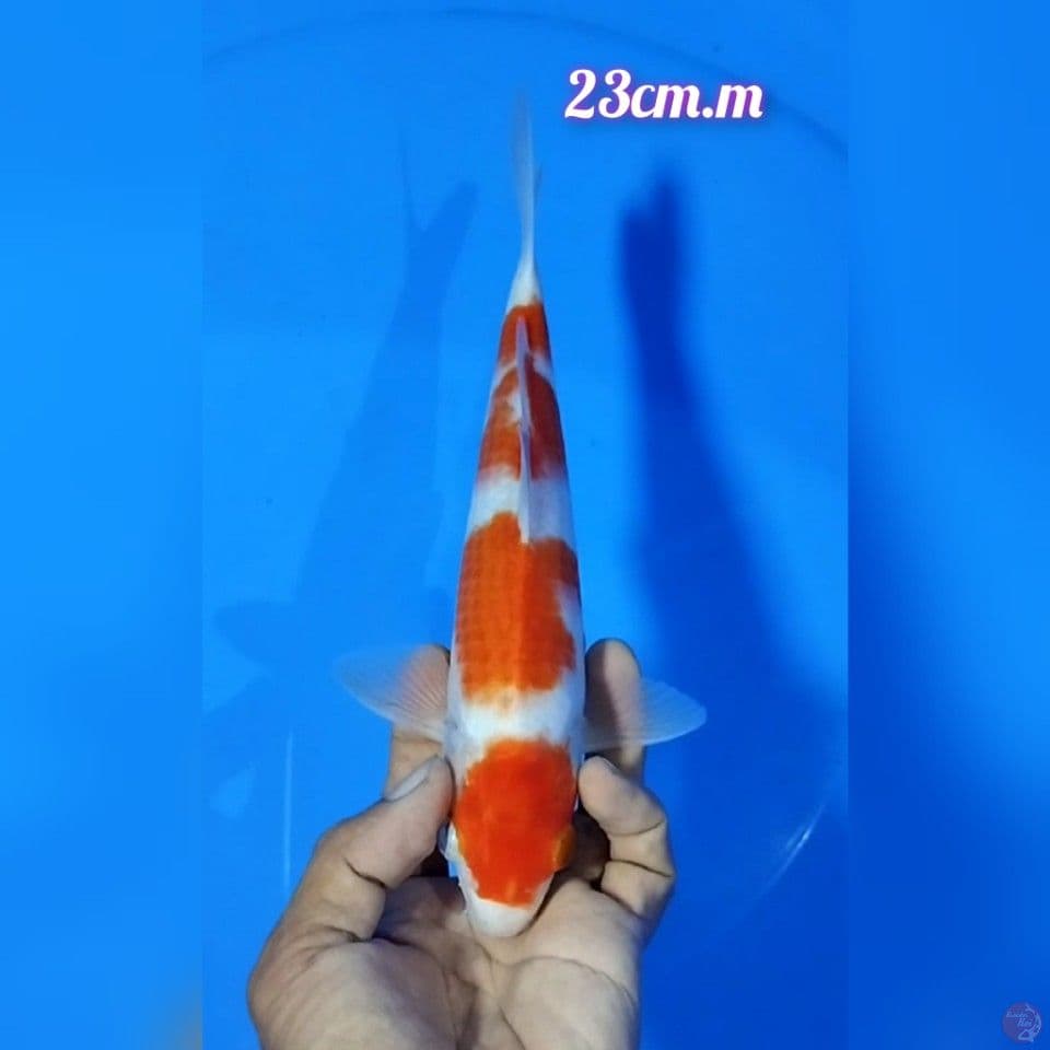 maruten kohaku size : 23 cm.m