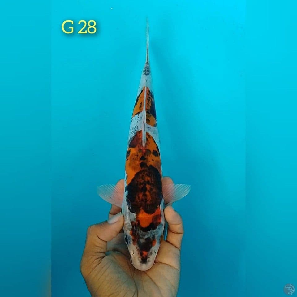 goromo doitsu size : 28 cm 