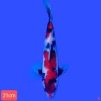 showa 21cm