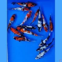 showa 16 BU ( 15 ekor) 