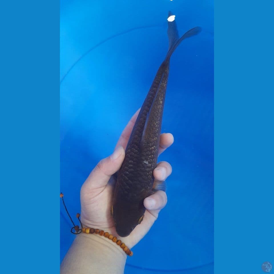 23cm Mini black diamond