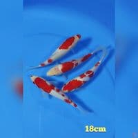 kohaku size : 18cm