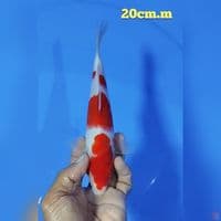 kohaku size : 19 cm