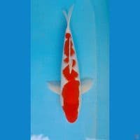 KOHAKU INAZUMA HQ 33 CM