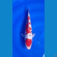 KOHAKU SANKE HQ 32 CM