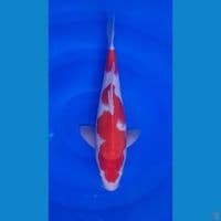 KOHAKU HQ 31 CM