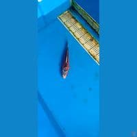 RED SHUSUI 2 BL MARUHIRO