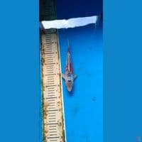 RED SHUSUI 11 BL MARUHIRO