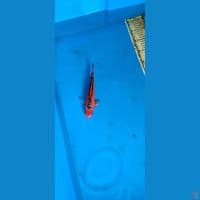 RED SHUSUI 12 BL MARUHIRO