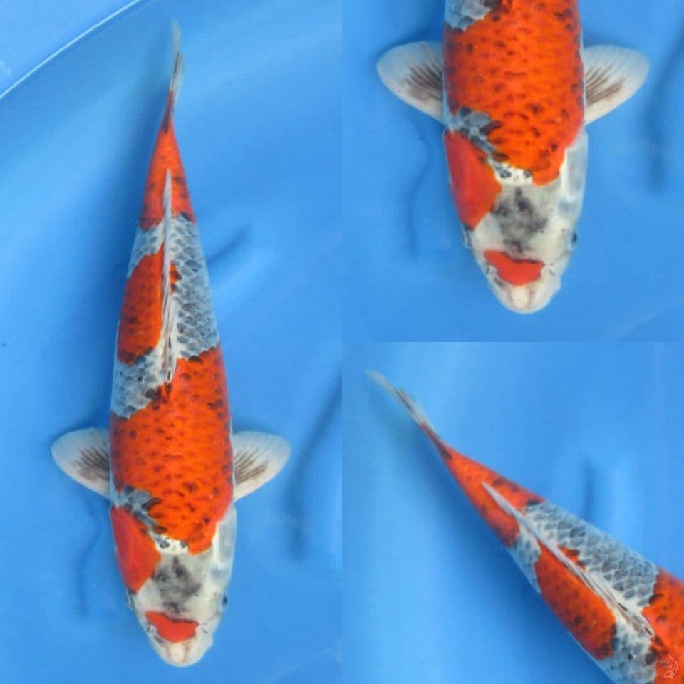 48cm, F1 jumbo goshiki