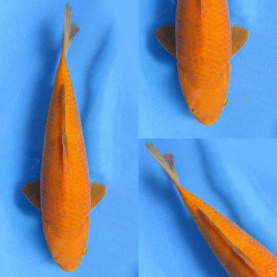 32cm, Red karasi tategoi 