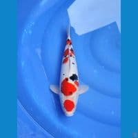SANKE - Good patern male 40cm 