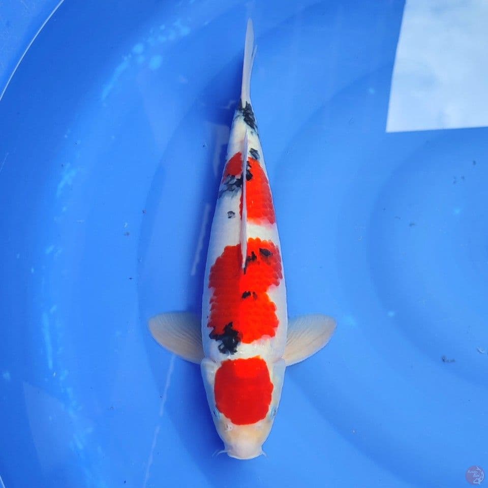 SANKE - GOOD QWALITY 40CM BU MALE 