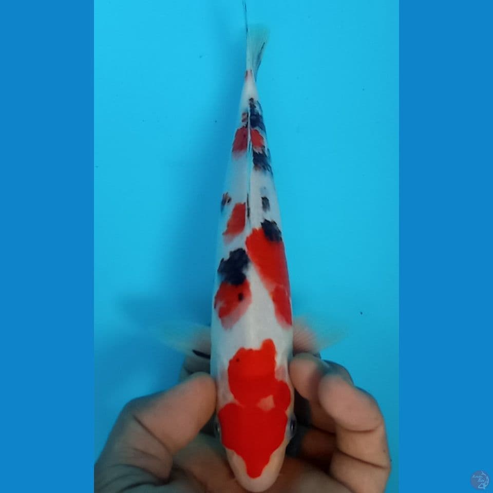 SANKE 25CM