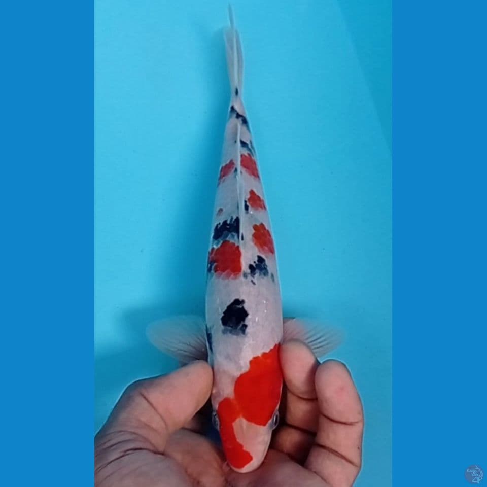 SANKE 25CM