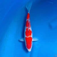 kohaku 26cm 