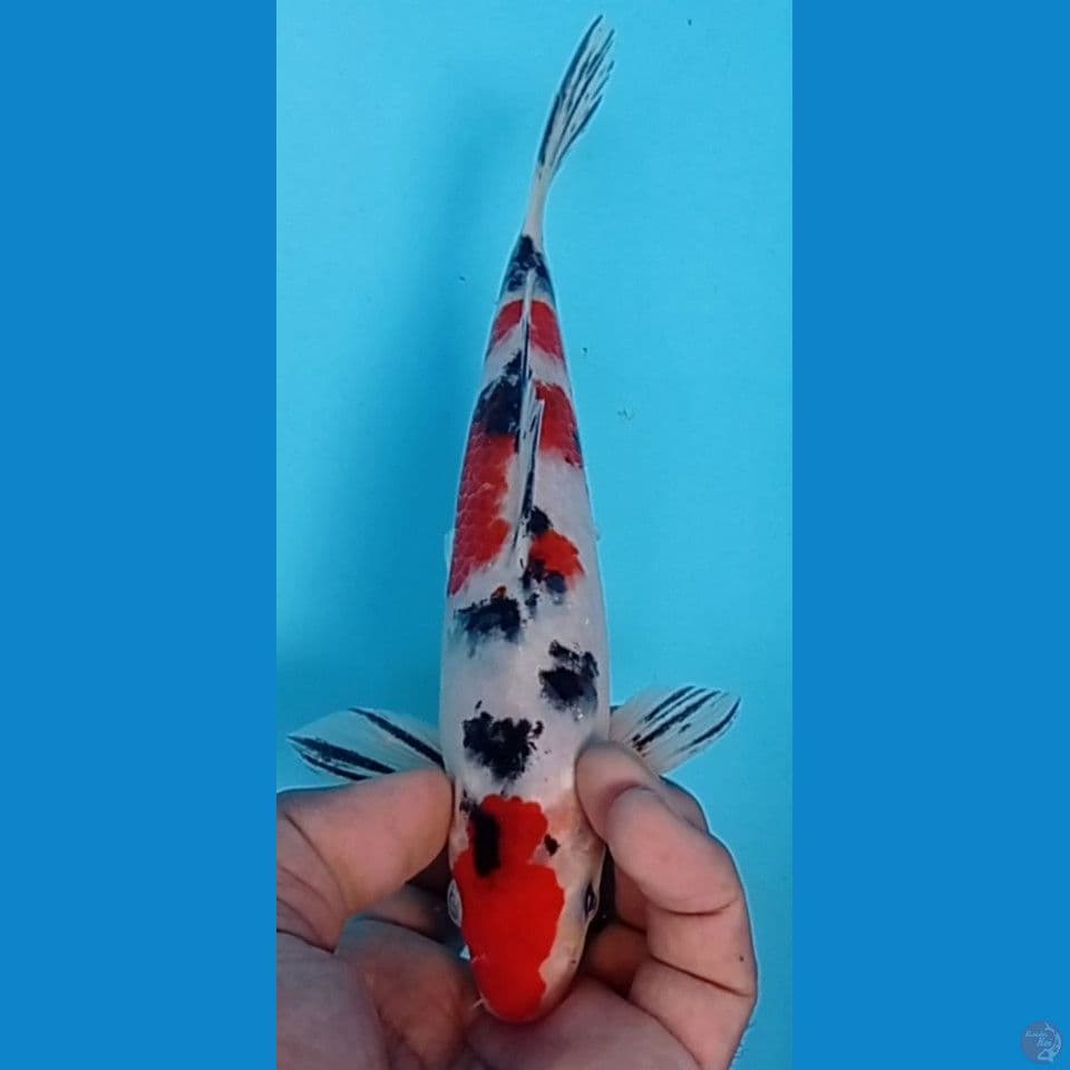 SANKE 25CM