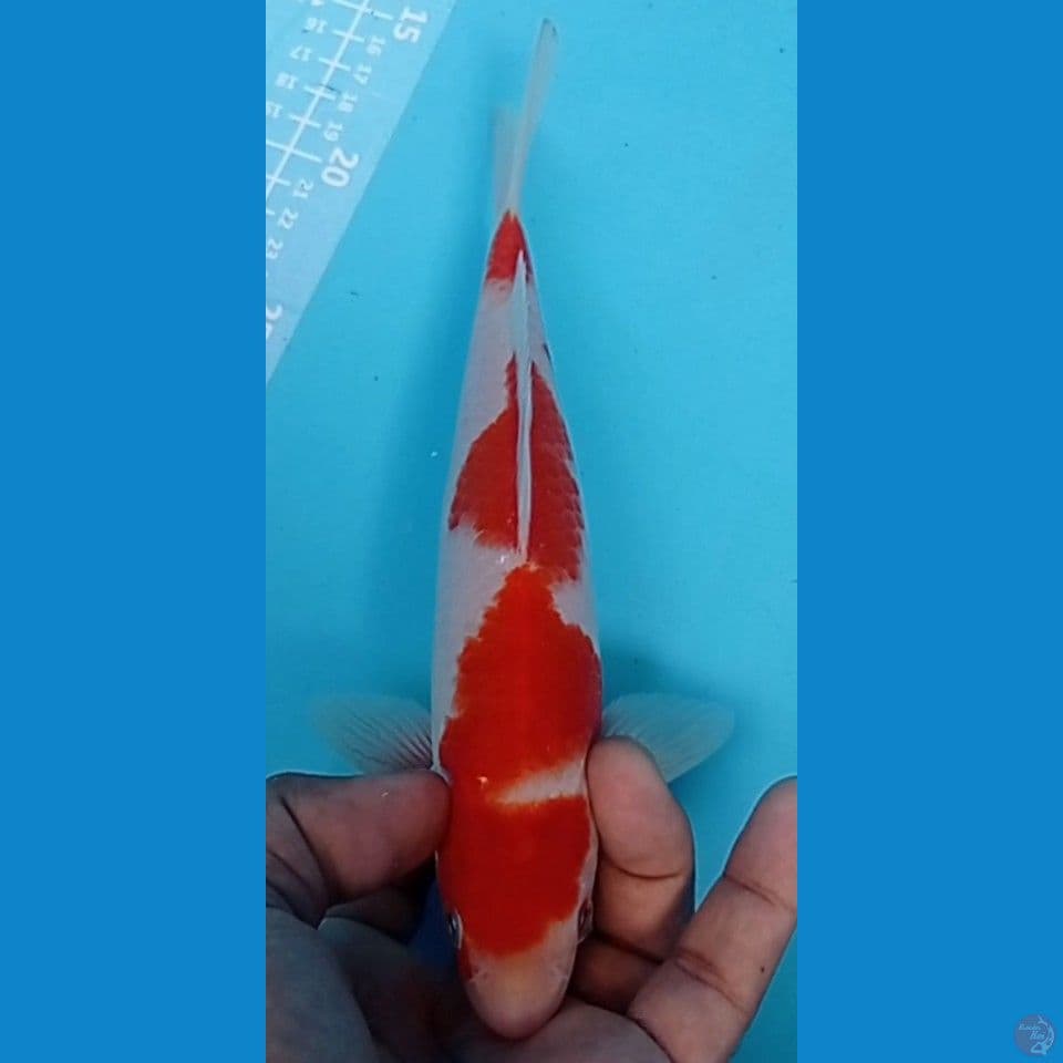 KOHAKU 25CM
