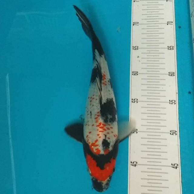 Kanoko showa 30 cm