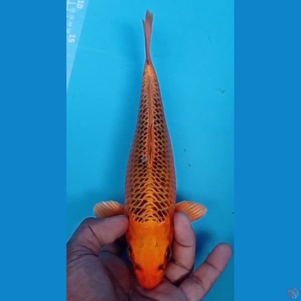 matsuba 29 cm