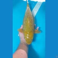 Ginrin Midori 44 cm