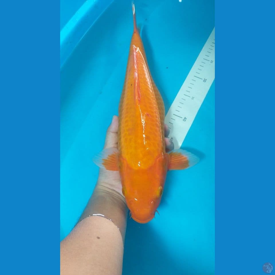 Aka Hajiro 44 cm