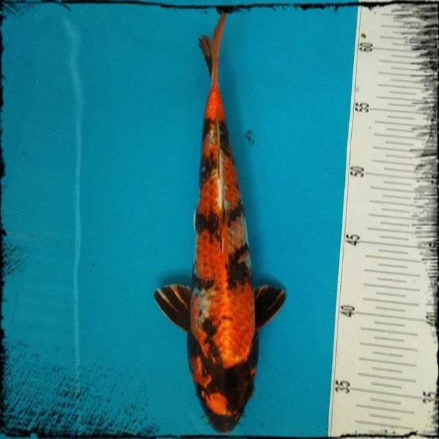 Kin showa 28cm