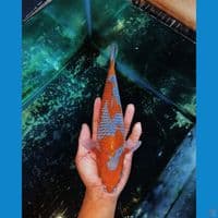 ociba 30cm