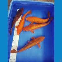MiX KARAMEL ,RED KARASHI,CHAGOI ALL GINRIN 30-32 CM