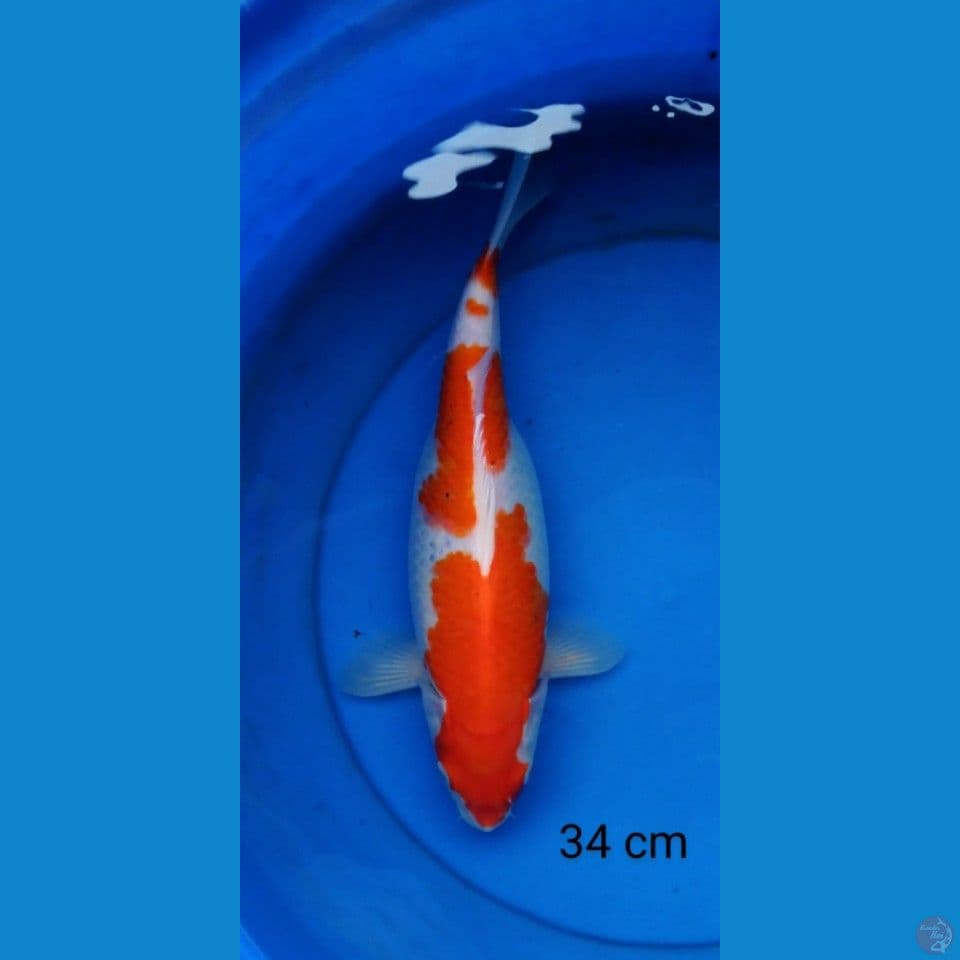 kohaku 34 cm