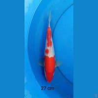 kohaku 27 cm