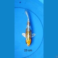 kiko 25 cm