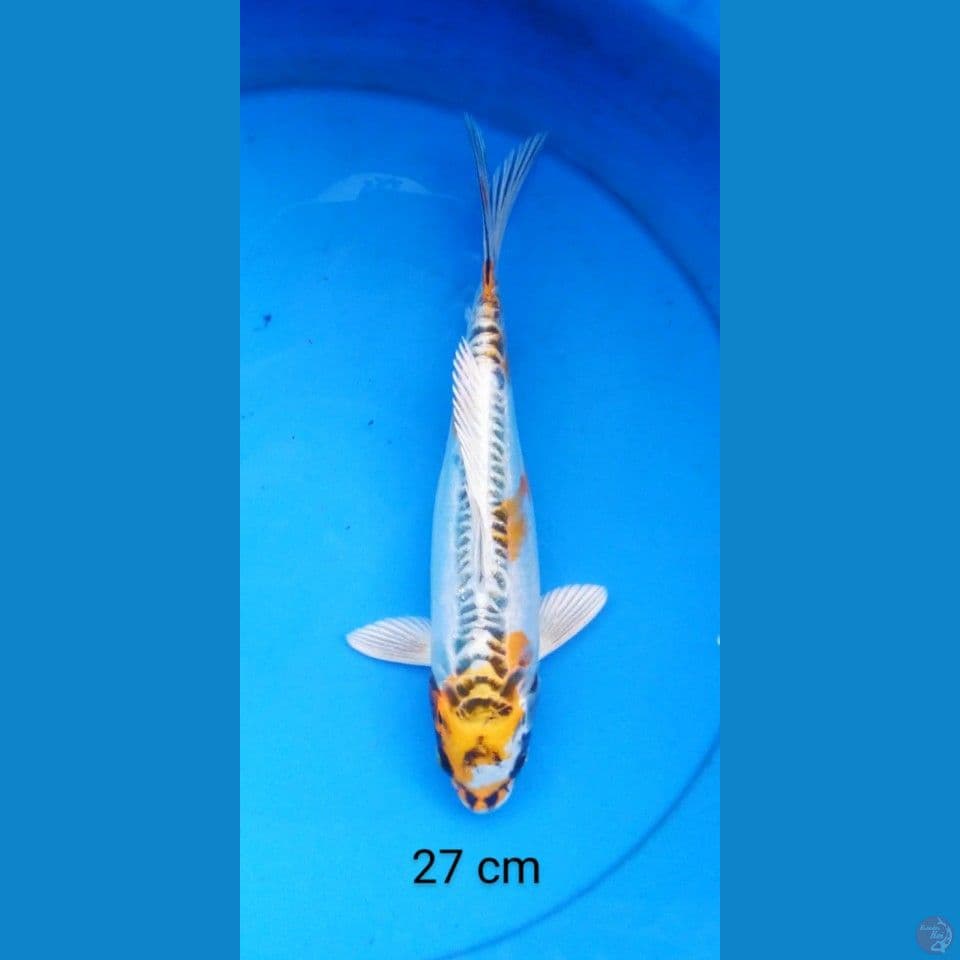 kiko 27 cm