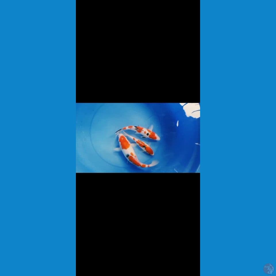 mixs koi sanke 202730cm