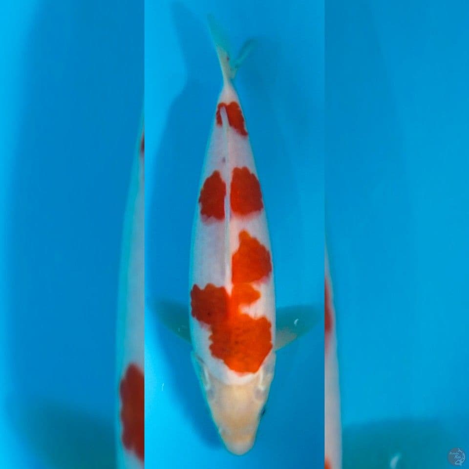 super aigoromo 30cm