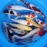 paket mix 30-46cm 15ekor rame 40bu