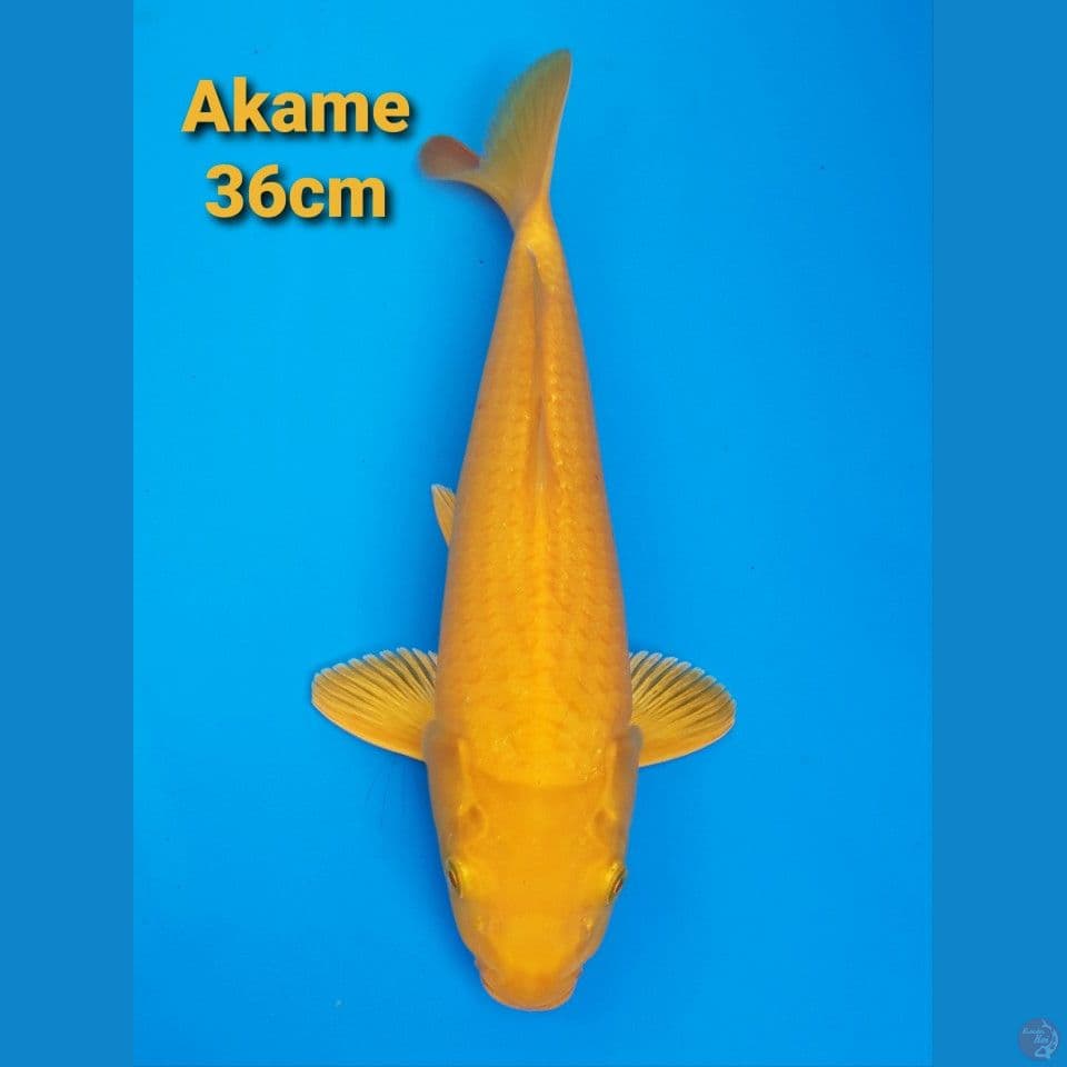 AKAME KARASHI 36CM