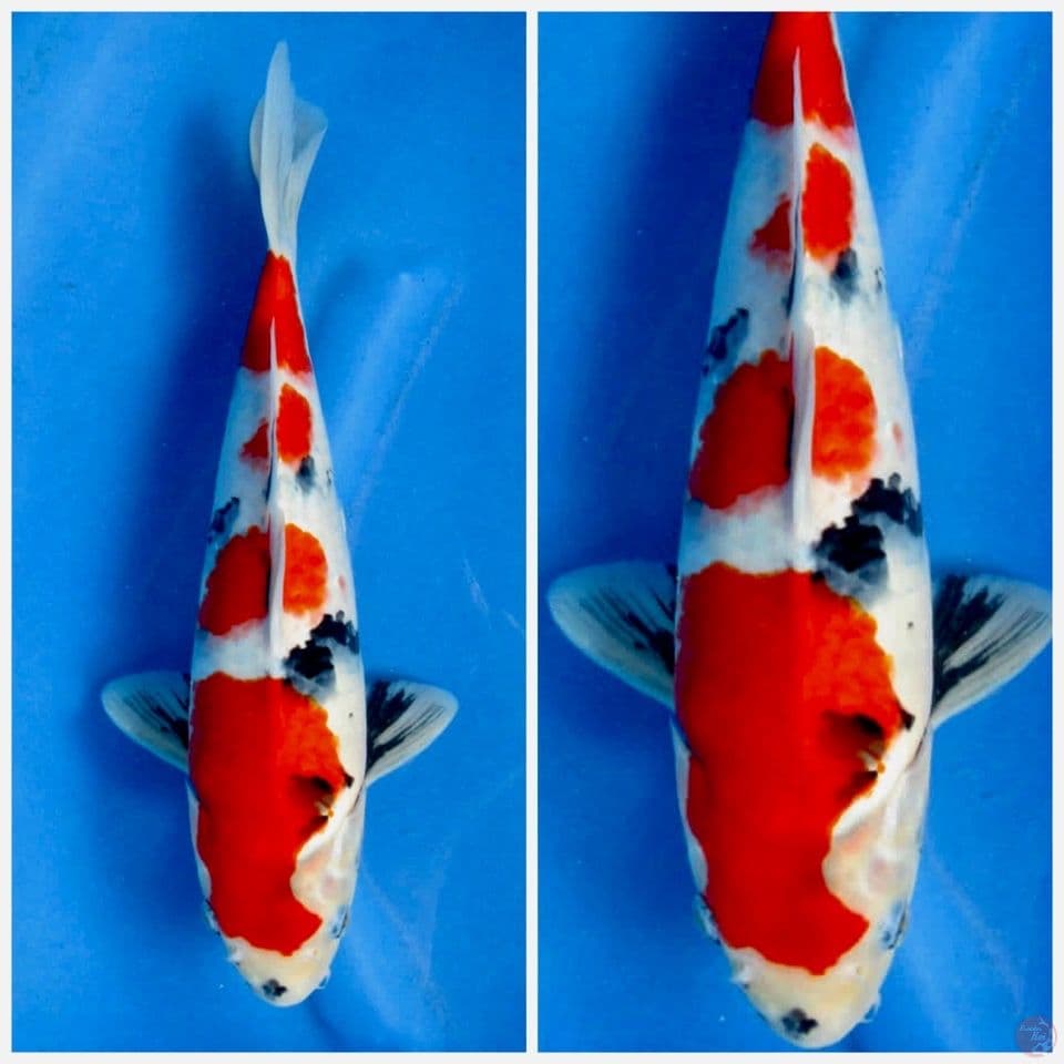 Showa Kindai F1 sakai 35cm 