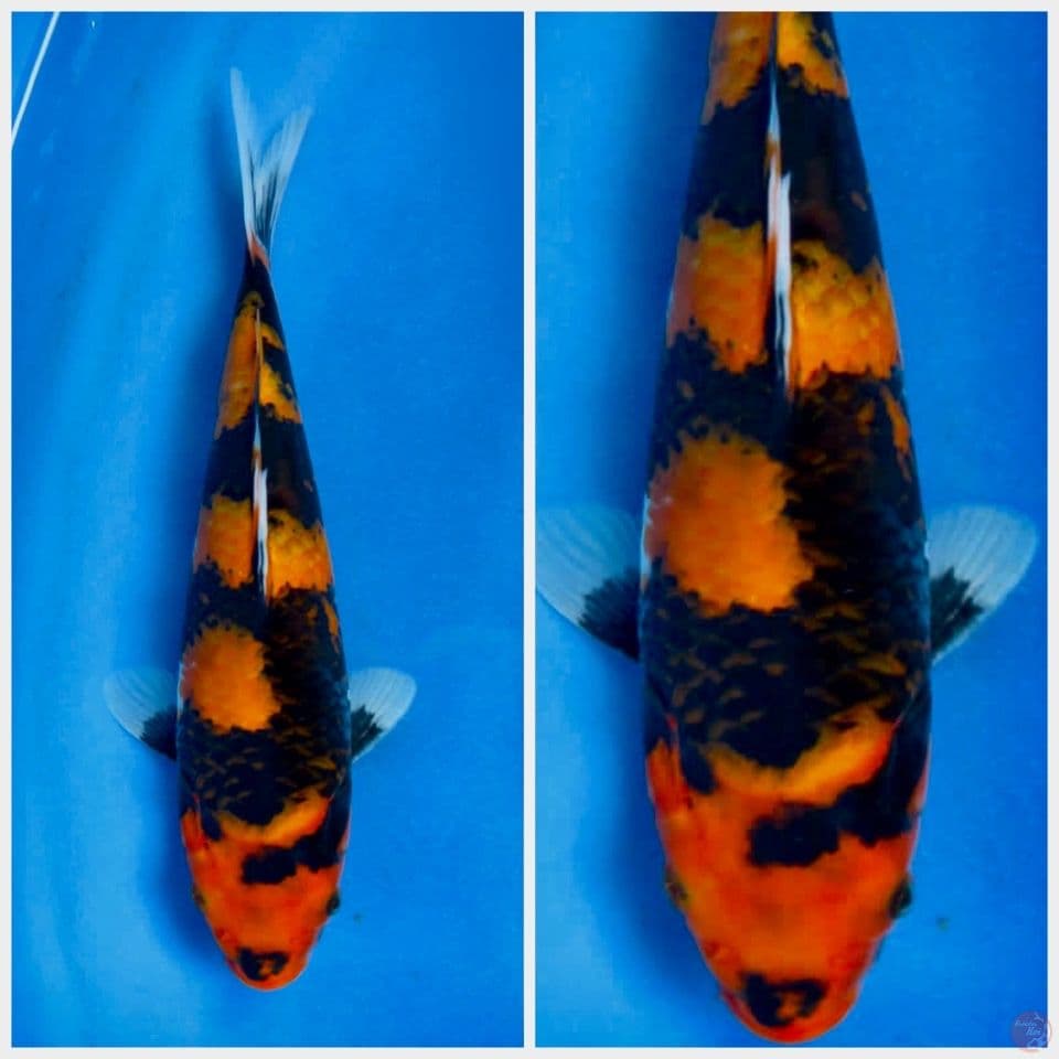 Hi showa 30cm