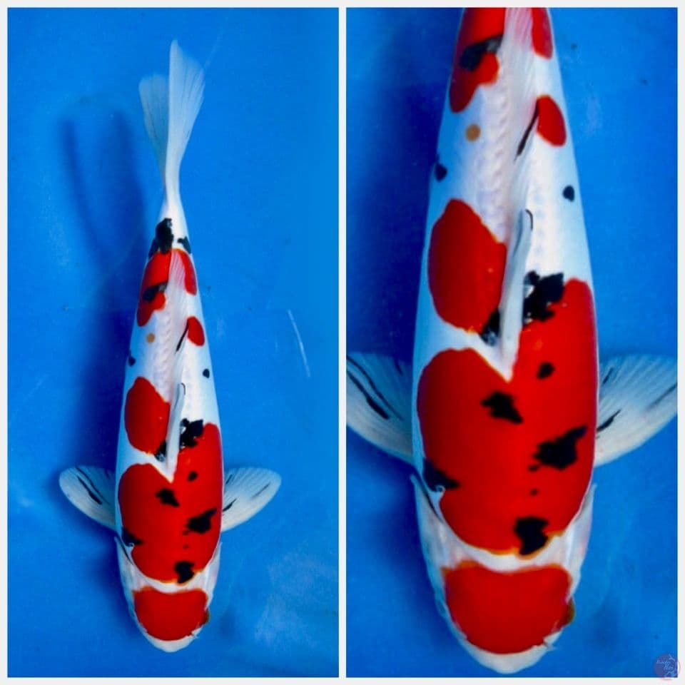 Doitsu murni 32cm