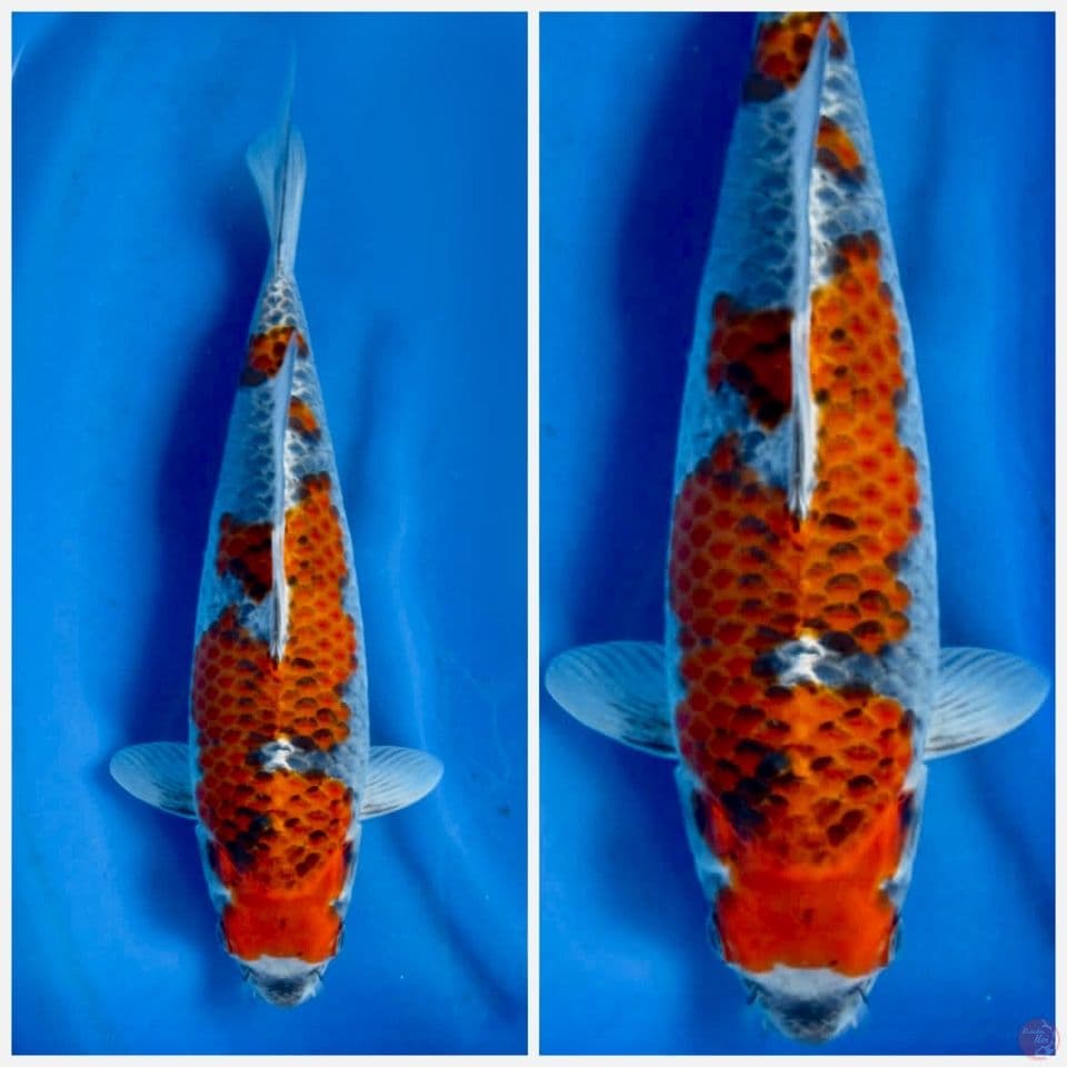 Gosiki f1 39cm male 