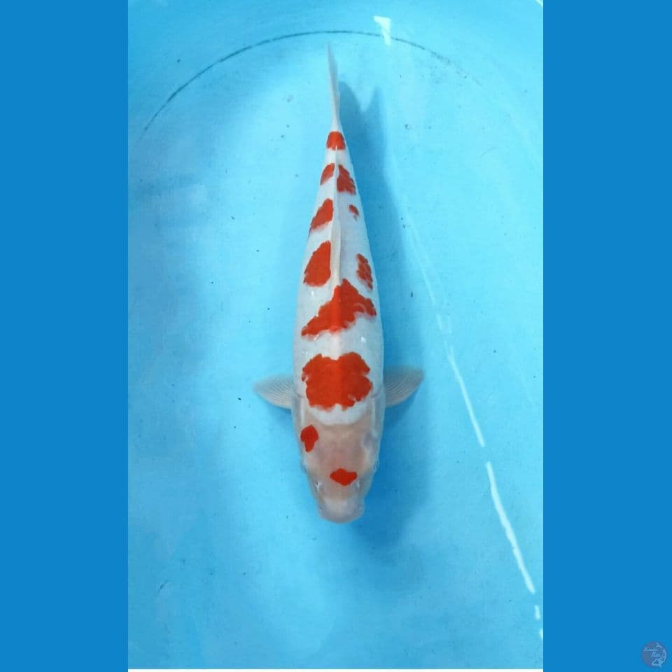 Kohaku 37cm