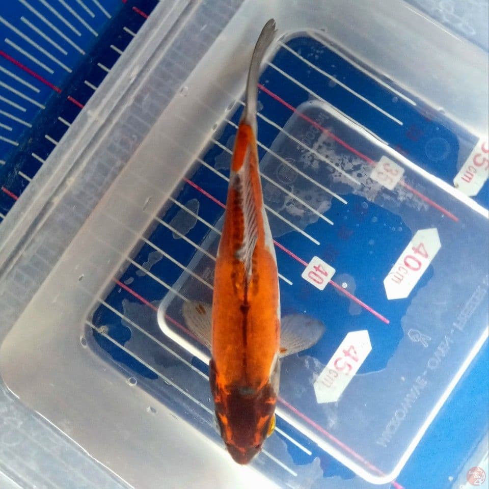 BENI KIKO 18CM