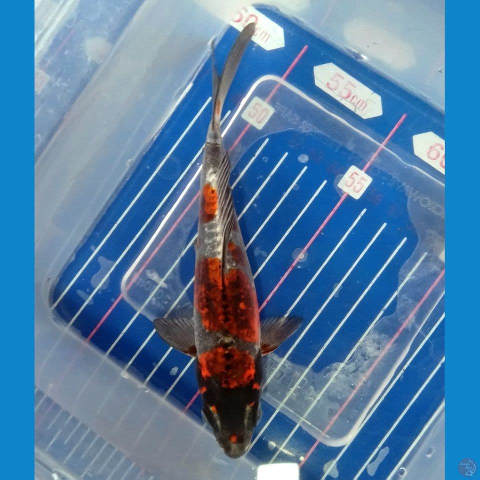 BENI KIKO SUPER 17CM