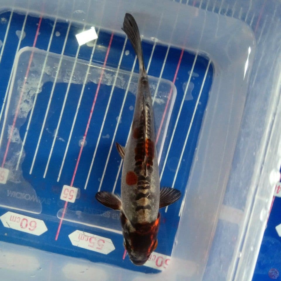 KIN KIKO 16CM