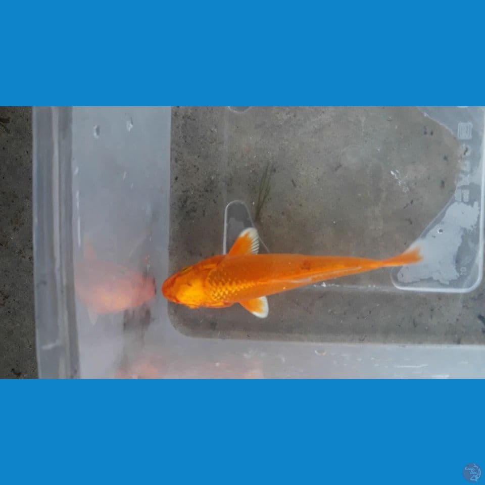 yamabuki ogon 11cm
