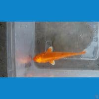 yamabuki ogon 11cm