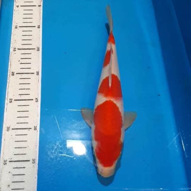 KOHAKU 30 CM