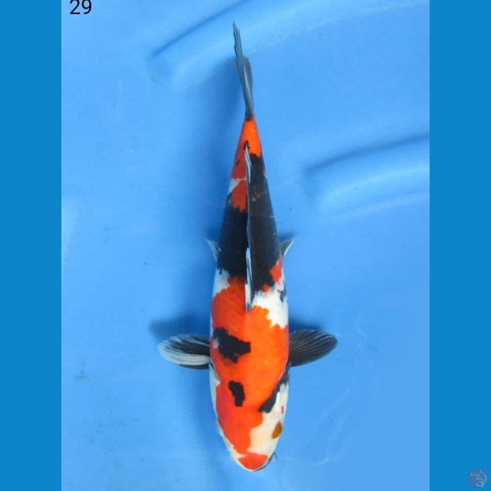 29cm - Showa strong