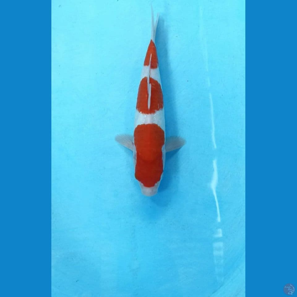 Kohaku 25cm